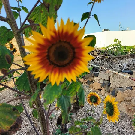 Lagar De Abuelos Apartament San Miguel de Abona