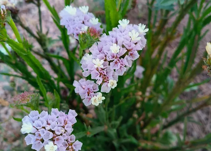 شقة Lagar De Abuelos سان ميغيل ذي أبونا